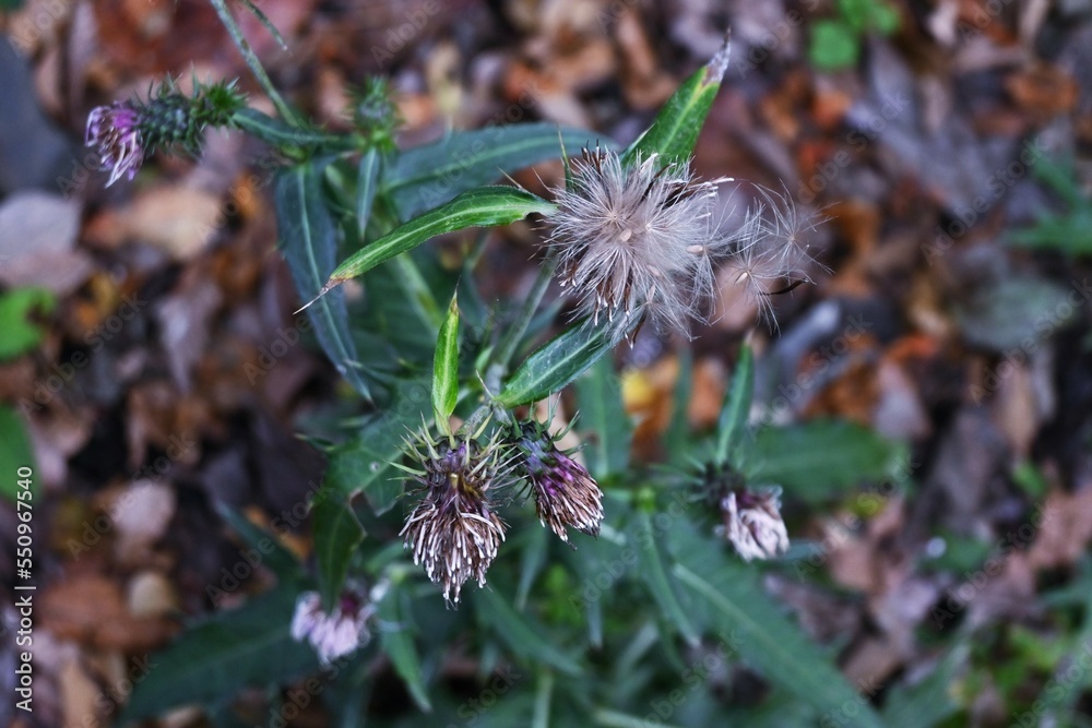Thistle after flower and fluff. Asreraceae perennial entomophilous flower. Blooms from April to October. Thistle after flower and fluff. Asreraceae perennial entomophilous flower. Blooms from April to October.
