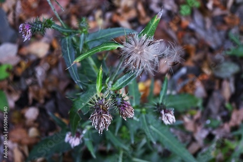 Thistle after flower and fluff. Asreraceae perennial entomophilous flower. Blooms from April to October. photo