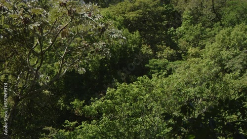 Wind blowing branches of trees in dense green forest / Juayua, Sonsonante, El Salvador photo