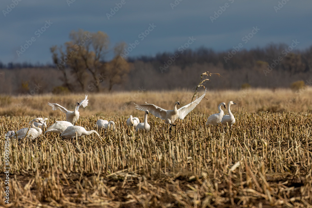 Flock of trumpeter swan (Cygnus buccinator) on the field during migration. Beautiful North American species of swan. Native species of north America. Flock of trumpeter swan (Cygnus buccinator) on the field during migration. Beautiful North American species of swan. Native species of north America.