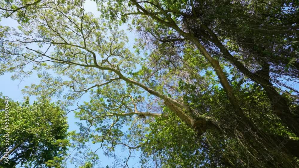View of the sky through the branches of tropical trees. Trees and the sky above the Martha Brae River. Rafting on the Martha Brae. Montego Bay, Jamaica. Wooden raft. View of the sky through the branches of tropical trees. Trees and the sky above the Martha Brae River. Rafting on the Martha Brae. Montego Bay, Jamaica. Wooden raft.