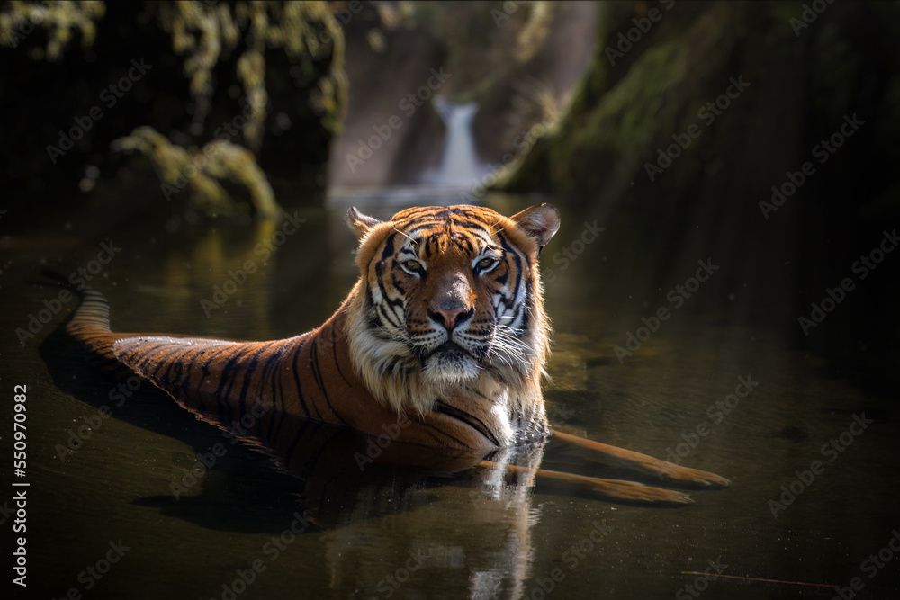 Tiger eye contact in water, Sumatran tiger in the water, Eye contact