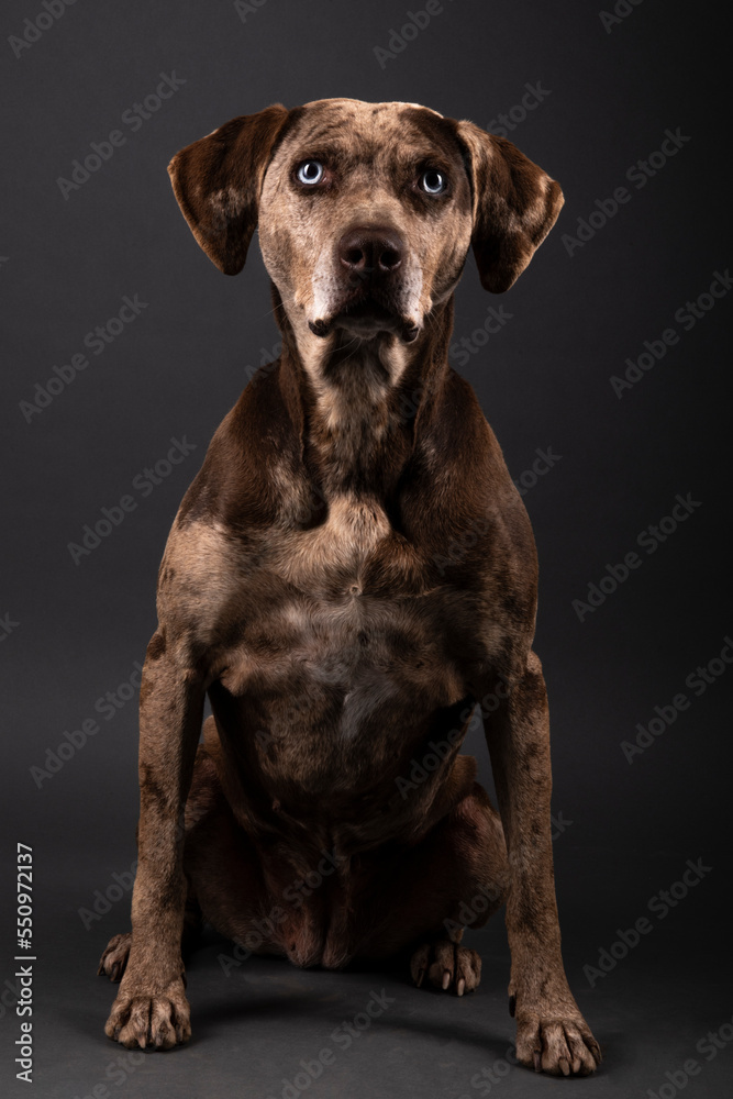 Louisiana catahoula leopard dog Louisiana catahoula leopard dog