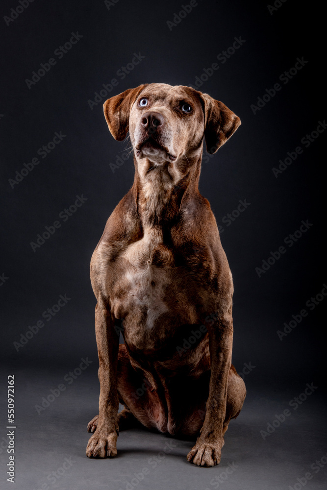 Louisiana catahoula leopard dog Louisiana catahoula leopard dog