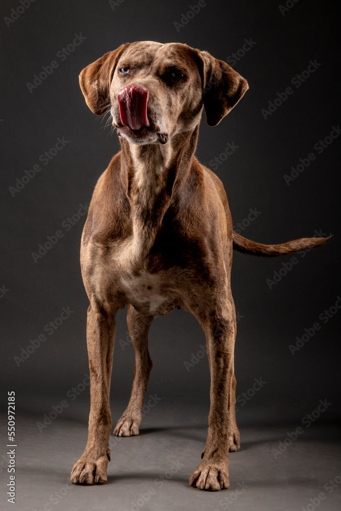 Louisiana catahoula leopard dog Louisiana catahoula leopard dog