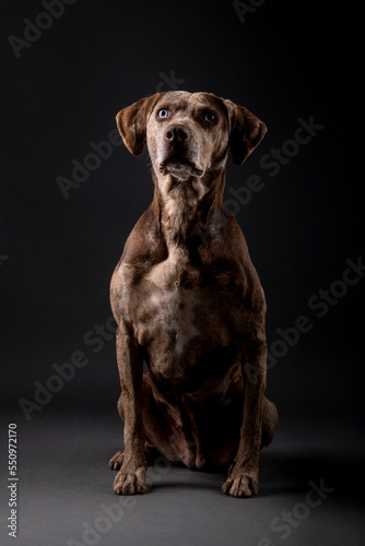 Louisiana catahoula leopard dog