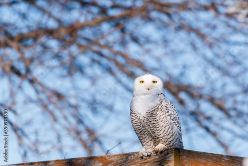 A snowy owl perched on a wooden fence watching me take its photo. Blue skies and tree branches are blurred in the background. 