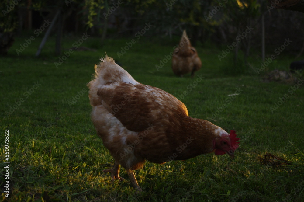 Fototapeta premium Gallinas al natural