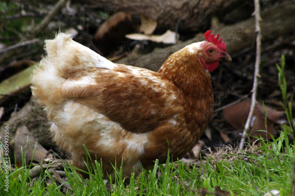 Fototapeta premium Una gallina
