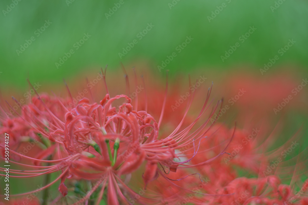 彼岸花 彼岸花