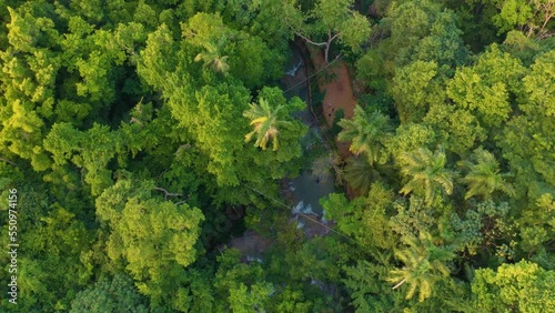 Aerial view of falcons or eagles fly over the jungles of Jamaica. Light of the evening sun falls on the jungle, large birds of prey fly over the jungle. Location - Dunn's River Falls & Park, Ocho Rios photo