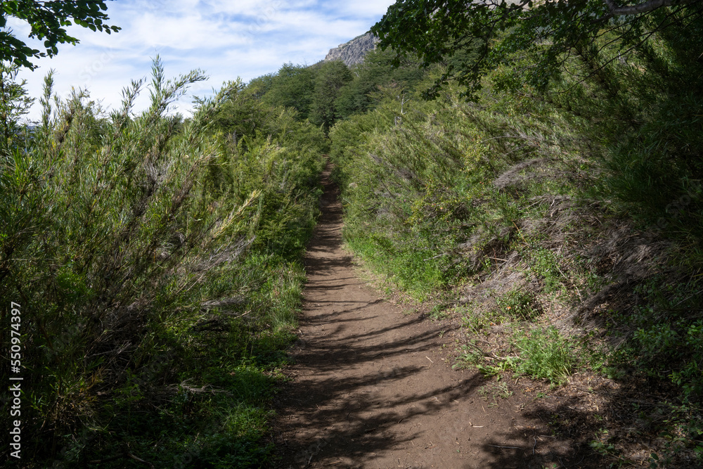 View of the hiking path across the forest. The footpath surrounded by beautiful Chusquea culeou green canes, also known as Colihue. View of the hiking path across the forest. The footpath surrounded by beautiful Chusquea culeou green canes, also known as Colihue.
