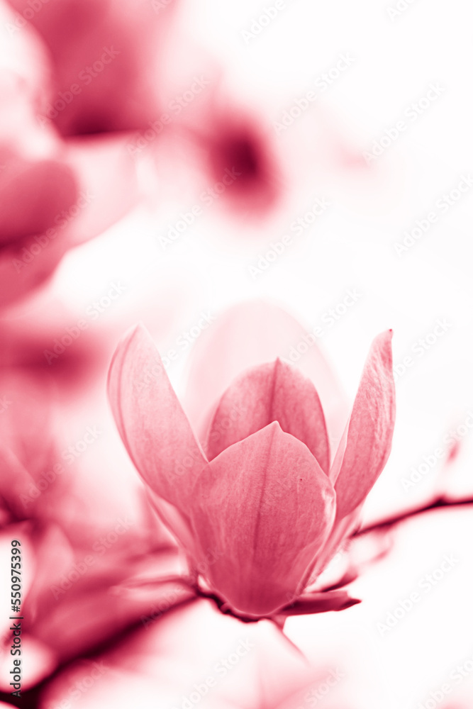 viva magenta magnolia 