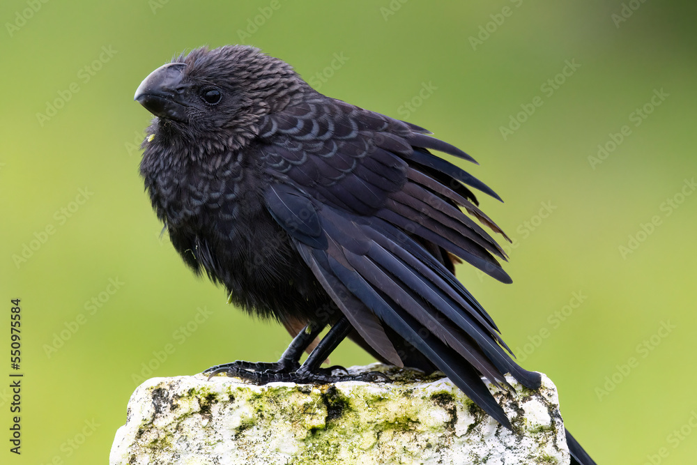 Fototapeta premium Smooth-billed Ani (Crotophaga ani) standing