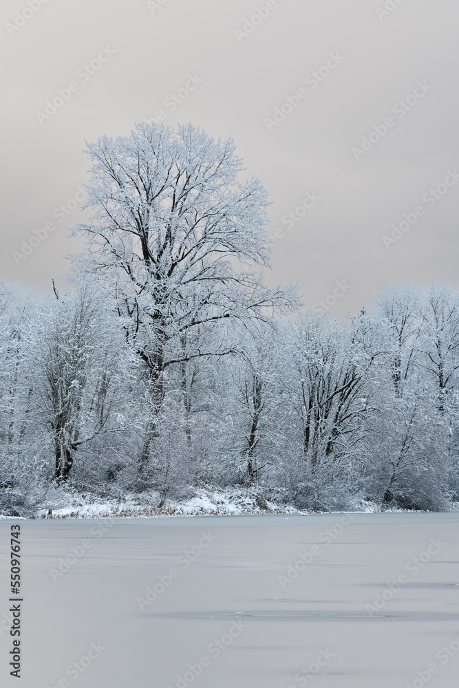 Snow covered trees on the edge of a frozen lake with a plain cloudy background Snow covered trees on the edge of a frozen lake with a plain cloudy background