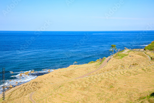 秋の白米千枚田　石川県輪島市　Shiroyone Senmaida in autumn. Ishikawa Prefecture, Wajima City.  photo