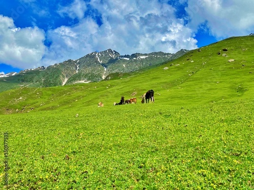 cows in the mountains of himalyan 