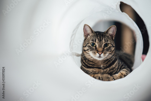 A beautiful tabby cat playing in a cat tunnel photo