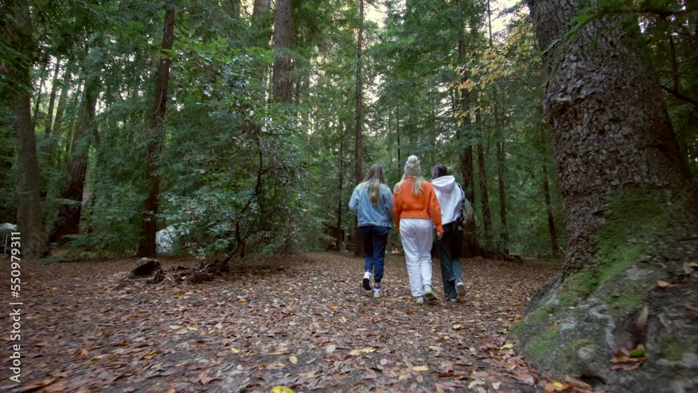 Mysterious, majestic forest for the weekend trips with friends. Group of women in casual, colorful clothes having adventurous strolling along the wood trails. High quality 4k footage Mysterious, majestic forest for the weekend trips with friends. Group of women in casual, colorful clothes having adventurous strolling along the wood trails. High quality 4k footage