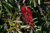 Side view of a tiny honeybee, dwarfed by the large red callistemon flower (commonly known as a bottlebrush) the bee is gathering pollen from