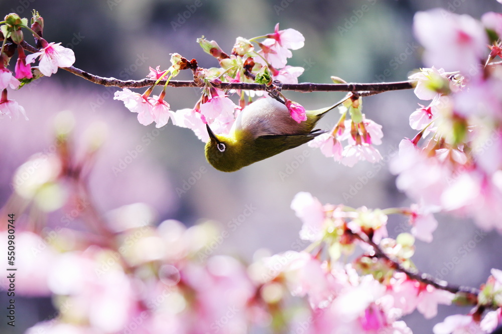 春の訪れと可愛いメジロ