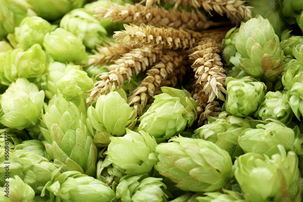 Spikes on fresh green hops, closeup view