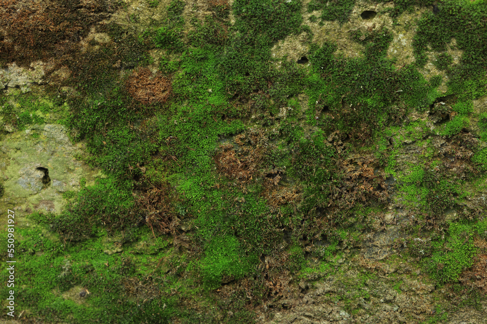 Textured wall with green moss as background, closeup Textured wall with green moss as background, closeup