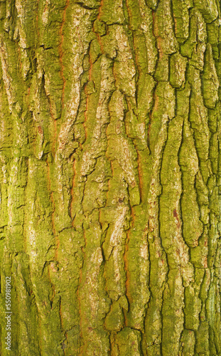 Texture of tree bark with green moss. Dry tree texture background. Nature concept.