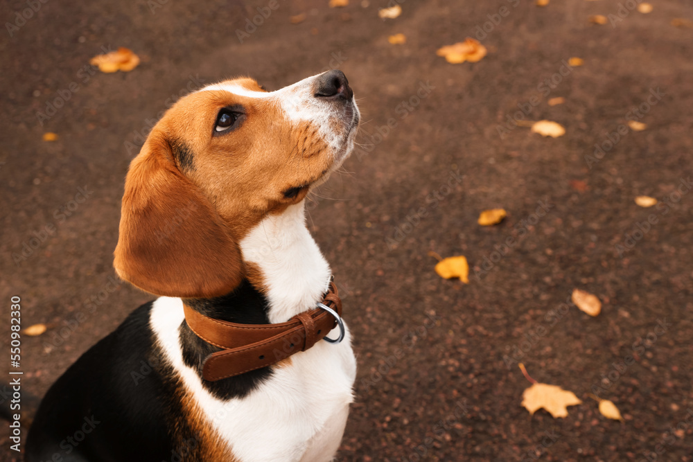 Adorable Beagle dog in stylish collar outdoors. Space for text