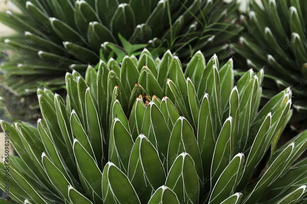 Beautiful green agave growing outdoors. Succulent plant Beautiful green agave growing outdoors. Succulent plant