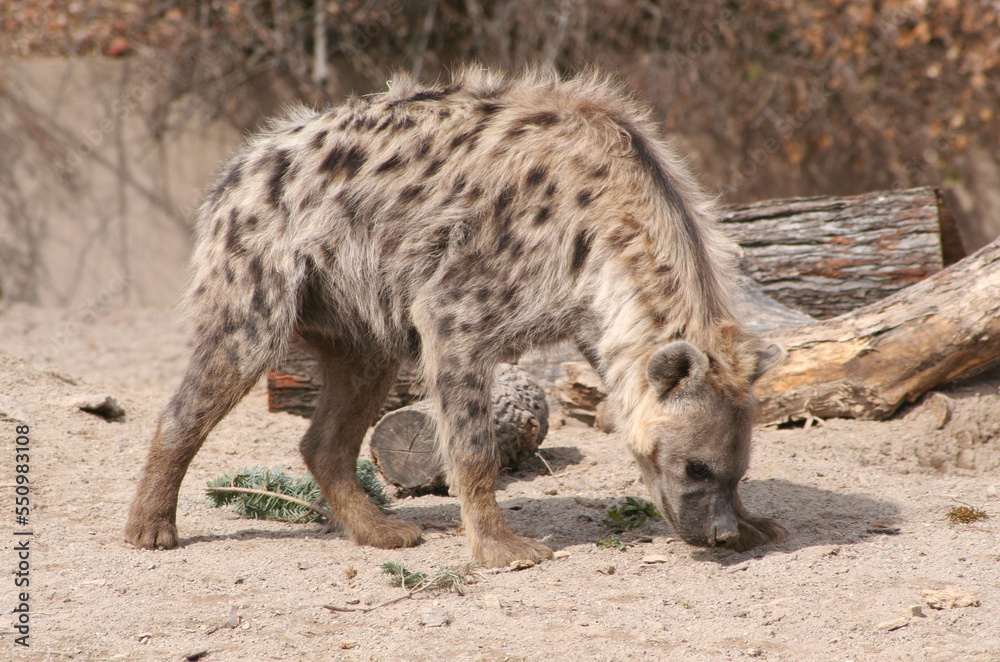 Hyena Hyena