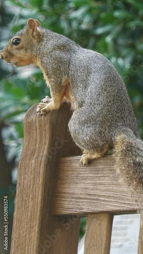 Handheld, vertical shot of a squirrel perched on a wooden fence before jumping off