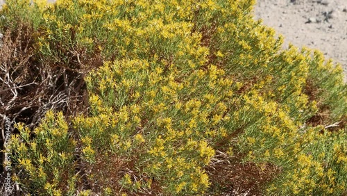 Yellow flowering terminal indeterminate racemose discoid head inflorescences of Ericameria Teretifolia, Asteraceae, native monoclinous shrub in the El Paso Mountains, Northern Mojave Desert, Autumn.