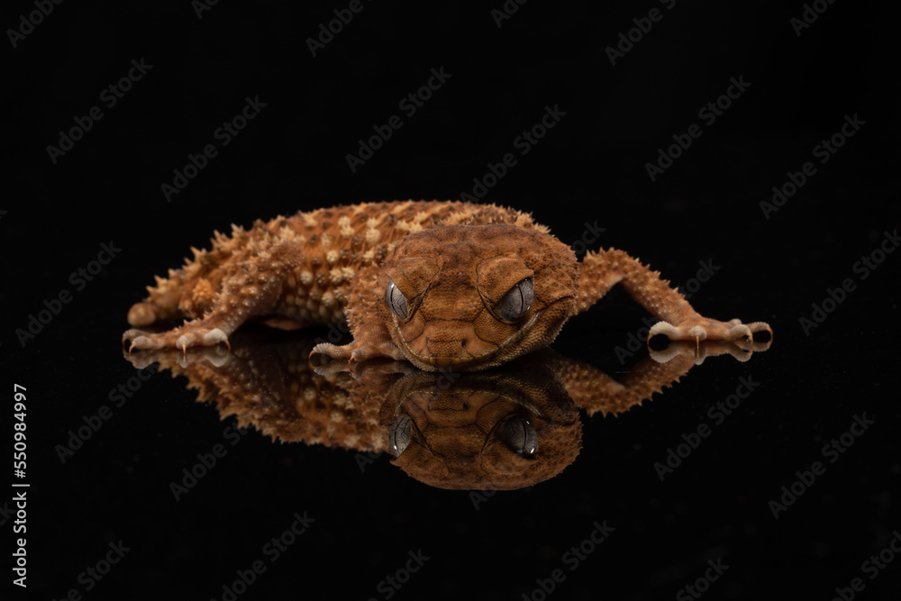Centralian Knob-Tailed Gecko (Nephrurus amyae) on a black background. Centralian Knob-Tailed Gecko (Nephrurus amyae) on a black background.