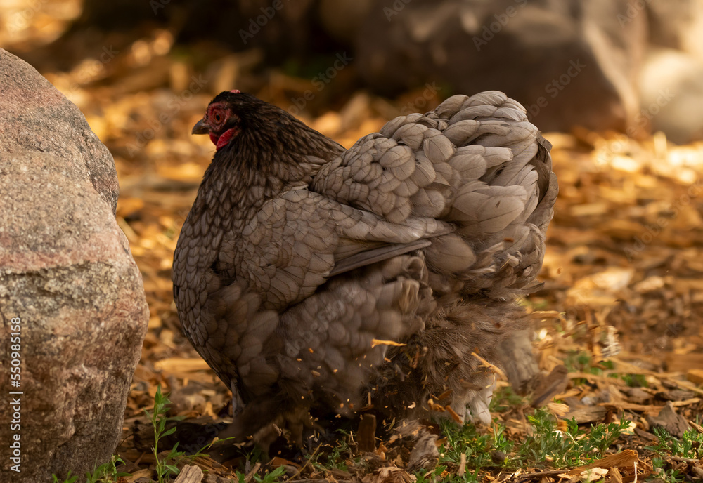 Gray hen is scratching the mulch in the farm, back view. Gray hen is scratching the mulch in the farm, back view.