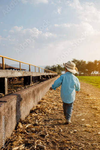 Little kid walking in the road of a farm watching at the cows in the sunset. Day of summer in the ranch