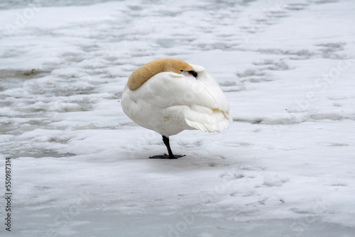 Fototapeta Naklejka Na Ścianę i Meble -  Freezing swan on the ice on cloudy winter day. Karachay-Cherkessia, Caucasus, Russia.