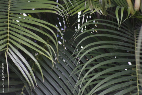 palm tree leaves