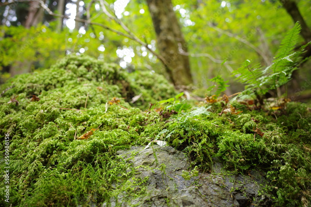 The Life Force of Nature The Life Force of Nature