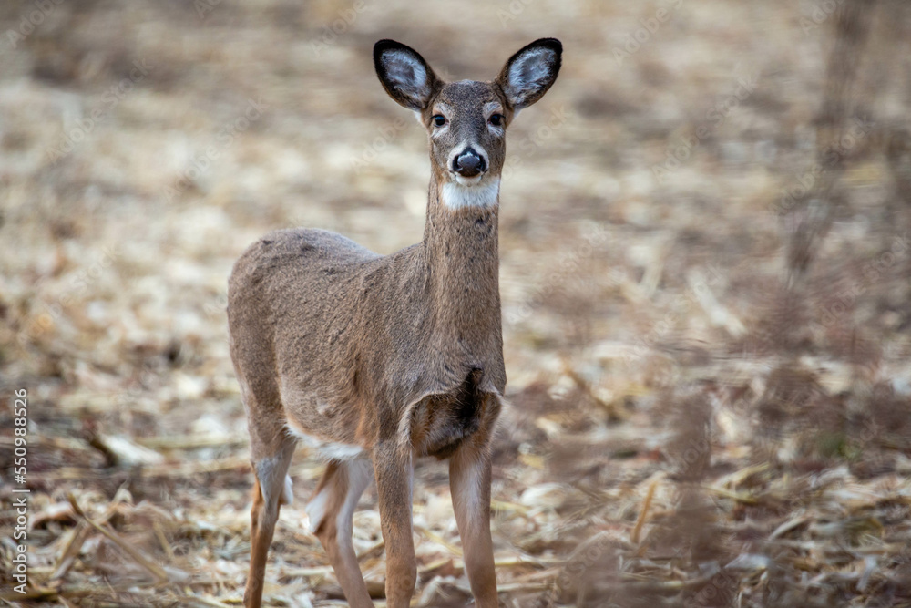 White-tailed deer (odocoileus virginianus) standing in a Wisconsin harvested cornfield White-tailed deer (odocoileus virginianus) standing in a Wisconsin harvested cornfield