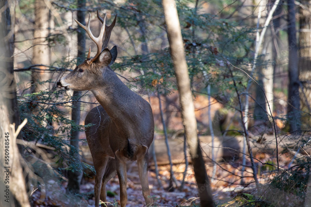White-tailed deer buck (odocoileus virginianus) standing in a Wisconsin forest White-tailed deer buck (odocoileus virginianus) standing in a Wisconsin forest