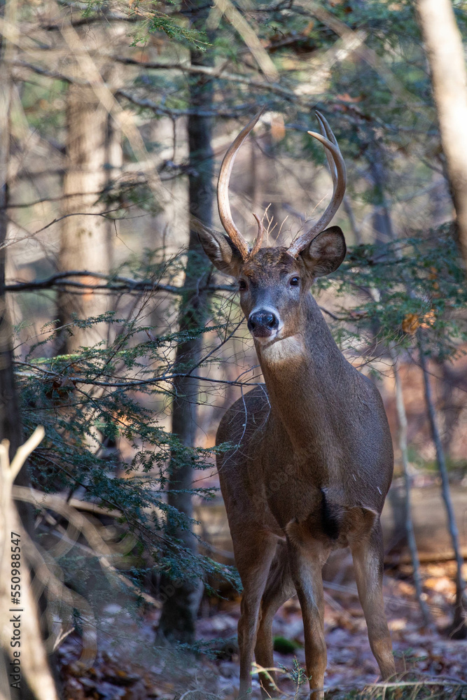 White-tailed deer buck (odocoileus virginianus) standing in a Wisconsin forest White-tailed deer buck (odocoileus virginianus) standing in a Wisconsin forest