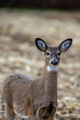 Fototapeta Naklejka Na Ścianę i Meble -  White-tailed deer (odocoileus virginianus) looking at the camera