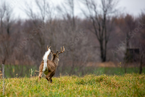 White-tailed deer buck (odocoileus virginianus) running with tail up in the Wisconsin rut