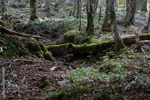 Hiking Trails in West Odaidai, Odaigahara, Nara Prefecture