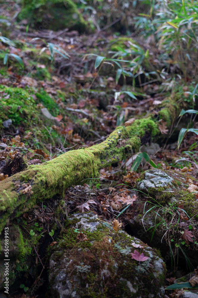 Obraz premium Hiking Trails in Odaigahara, Nara Prefecture