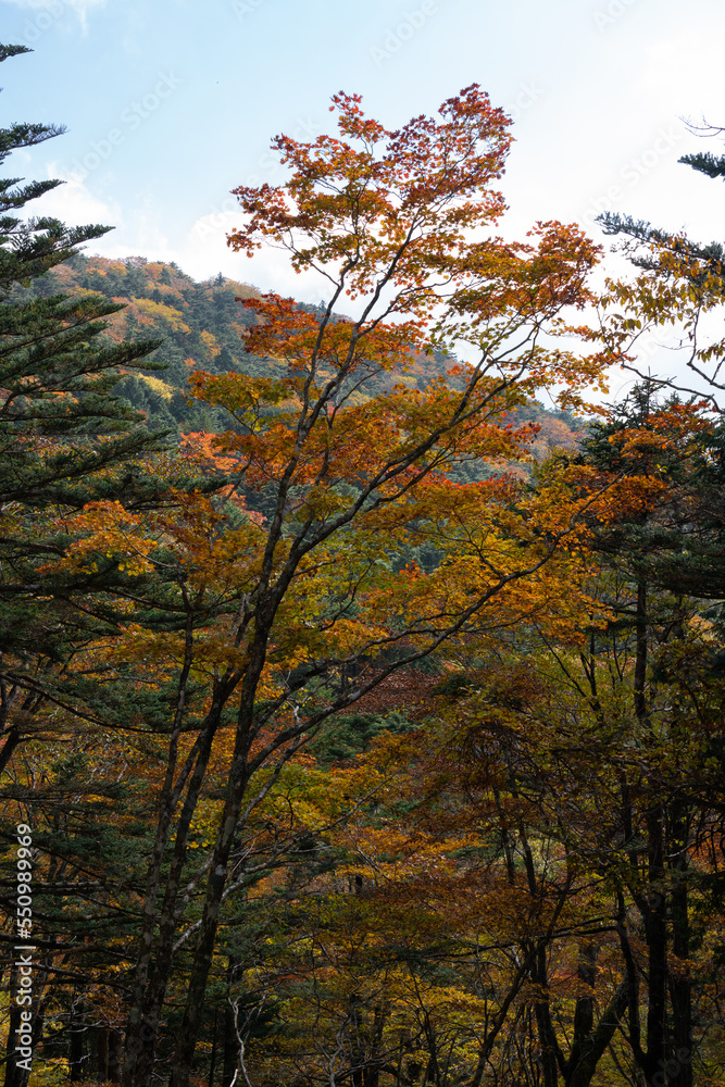 Hiking Trails in Odaigahara, Nara Prefecture