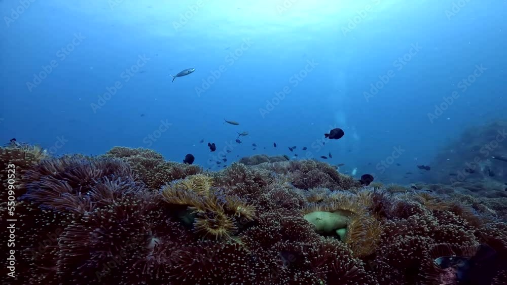 Under Water film from Thailand - myriad of different tropical fish swimming over corals an andemone covered rocks - with scuba divers in frame Under Water film from Thailand - myriad of different tropical fish swimming over corals an andemone covered rocks - with scuba divers in frame