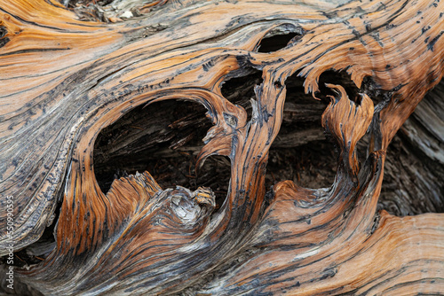 Close up of Bristlecone pine tree in the Ancient Bristlecone Pine Forest in the White Mountains, California 