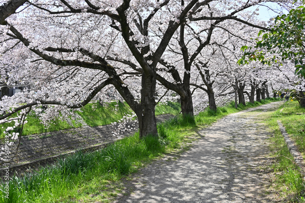 佐保川沿いの桜並木